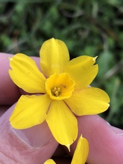 Narcissus jonquilla