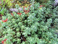 Sedum oaxacanum