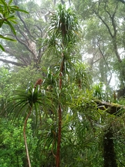 Dracophyllum elegantissimum