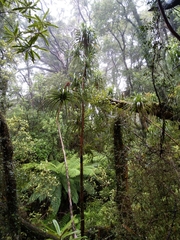 Dracophyllum elegantissimum