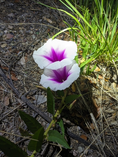 Image of Ipomoea longifolia by (c) Alina Martin, some rights reserved (CC BY)