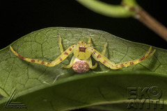 Thomisidae
