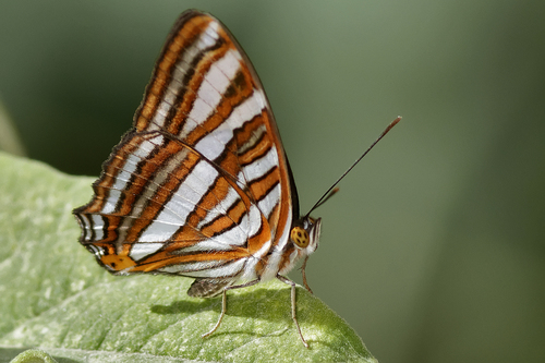 Adelpha syma photo 3