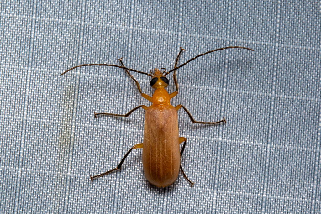 Zonitoschema from Stephens Place, Frasers Hill (2) on July 15, 2023 at