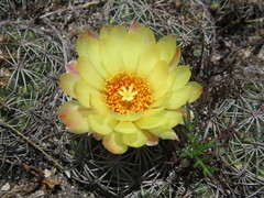 Coryphantha pseudoradians