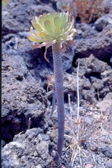 Aeonium urbicum
