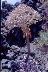 Aeonium urbicum
