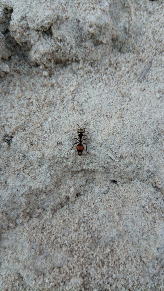 Darditilla amabilis