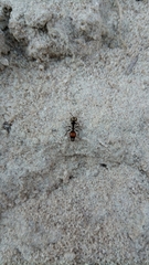 Darditilla amabilis