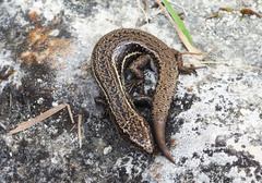 Oligosoma