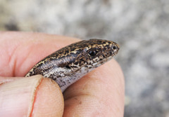 Oligosoma
