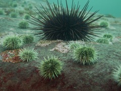 Strongylocentrotidae