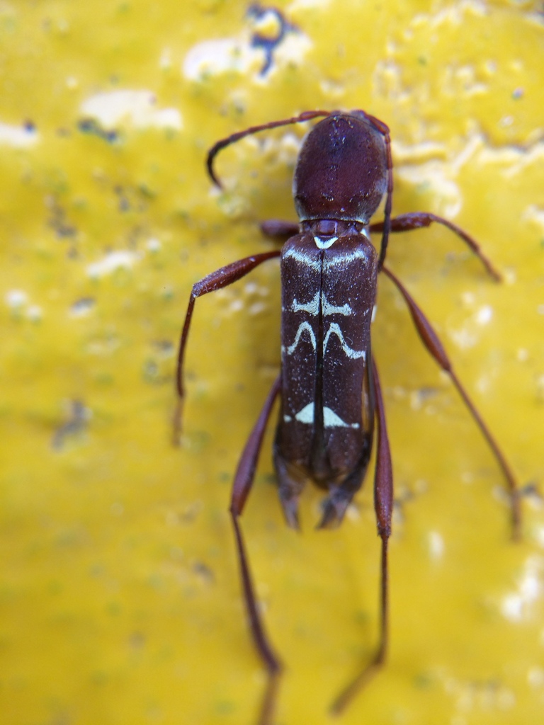 Neoclytus augusti