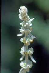 Sideritis oroteneriffae