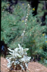 Sideritis oroteneriffae