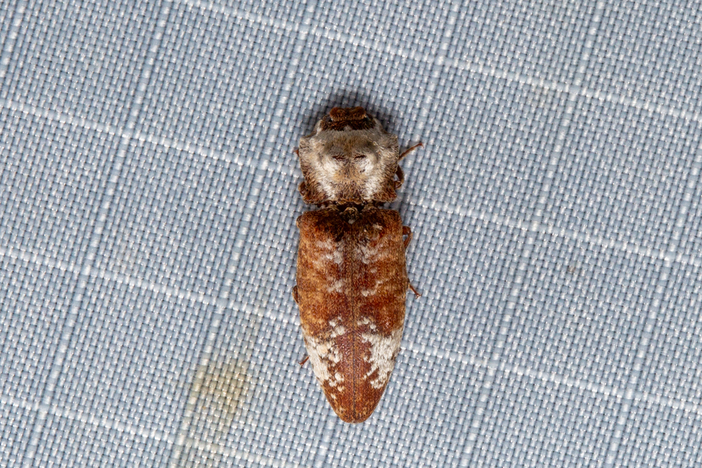 Agrypnus ornatus from Stephens Place, Frasers Hill (2) on July 16, 2023