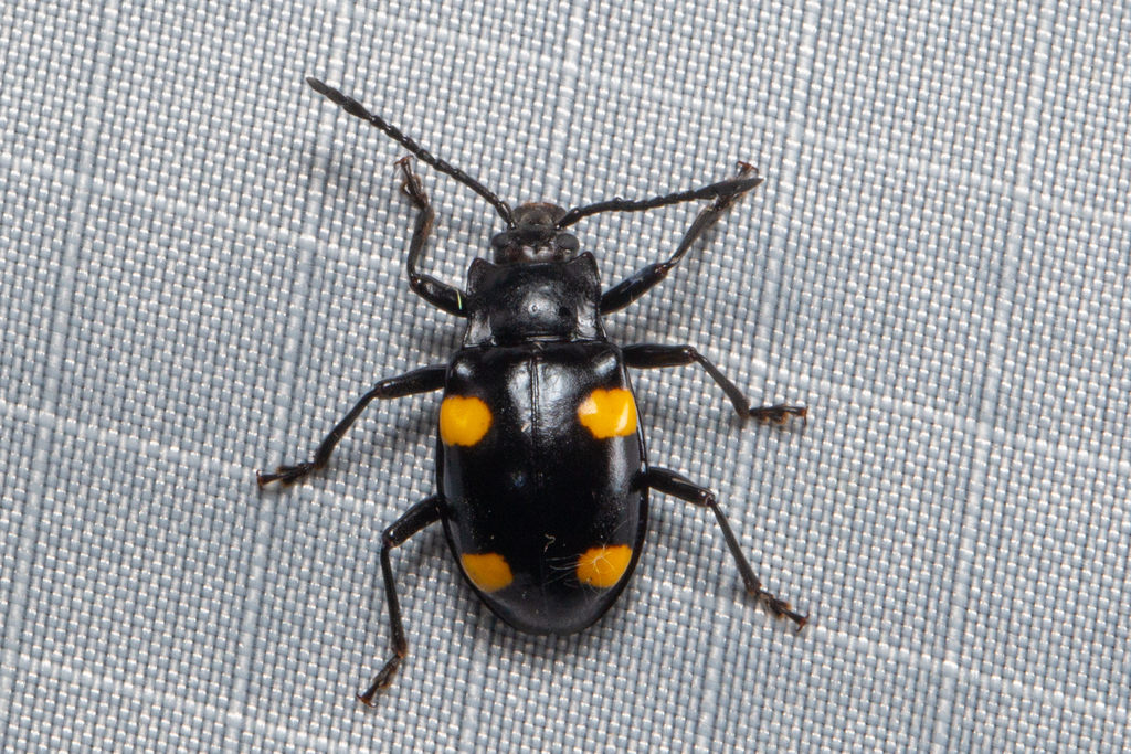Eumorphus quadriguttatus