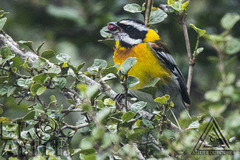 Spindalis dominicensis