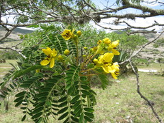Senna polyantha