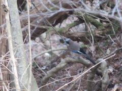 Garrulus glandarius japonicus