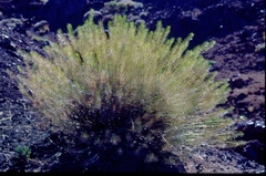 Descurainia bourgaeana