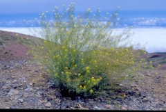 Descurainia bourgaeana