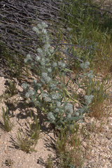 Cryptantha barbigera barbigera