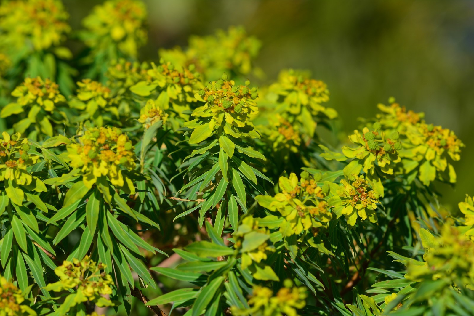 Euphorbia bivonae