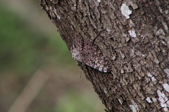 Hamadryas feronia farinulenta