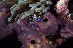 Periclimenes yucatanicus