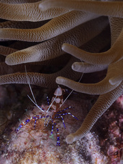 Periclimenes yucatanicus