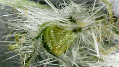 Cryptantha barbigera barbigera