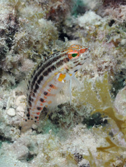 Serranus baldwini