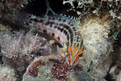 Serranus baldwini