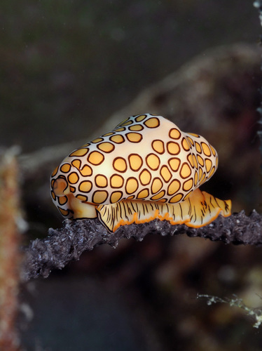 Flamingo Tongue Snail