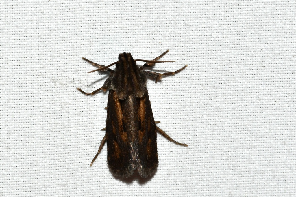 Clemens' Grass Tubeworm Moth from Batavia Ave, Baltimore, MD, US on ...