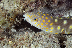 Myrichthys breviceps