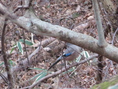 Garrulus glandarius japonicus