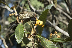 Dulus dominicus