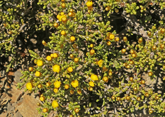 Helichrysum parvifolium