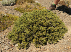 Helichrysum parvifolium
