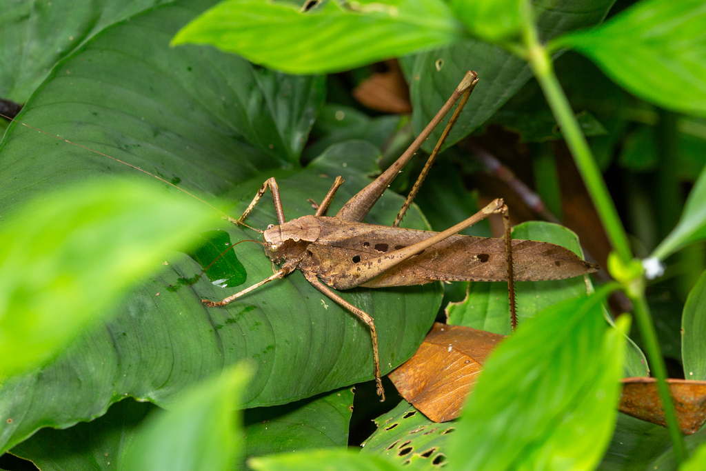 Mecopoda elongata from Stephens Place, Frasers Hill (2) on July 21 ...