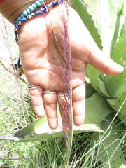 Muhlenbergia rigida