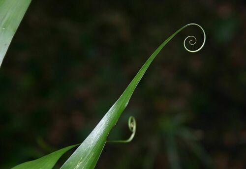 Flagellaria guineensis image