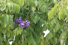 Lonchocarpus punctatus