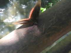 Biblis hyperia nectanabis