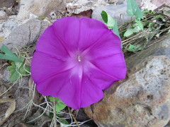 Ipomoea elongata