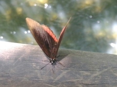 Biblis hyperia nectanabis