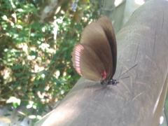 Biblis hyperia nectanabis