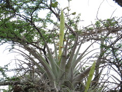 Tillandsia bourgaei